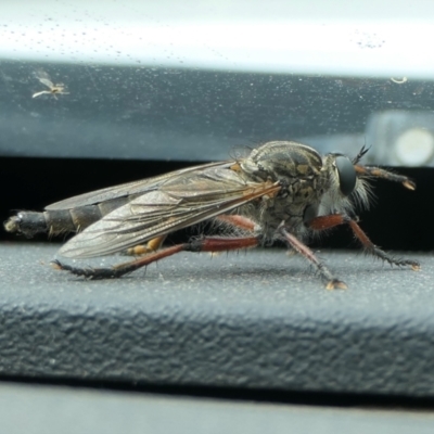Zosteria sp. (genus) (Common brown robber fly) at Rugosa - 1 Jan 2023 by SenexRugosus