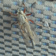 Zosteria sp. (genus) at Yass River, NSW - 1 Jan 2023