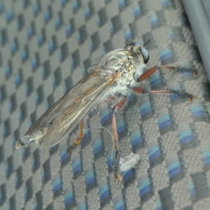 Zosteria sp. (genus) at Yass River, NSW - 1 Jan 2023 03:29 PM