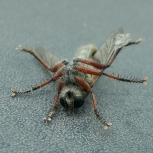 Zosteria sp. (genus) at Yass River, NSW - 1 Jan 2023 03:29 PM