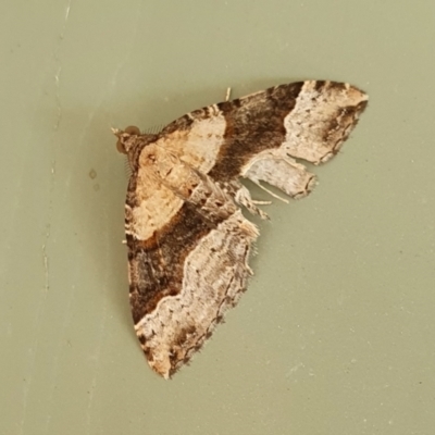 Epyaxa subidaria (Subidaria Moth) at Rugosa - 1 Jan 2023 by SenexRugosus