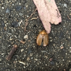 Anoplognathus sp. (genus) (Unidentified Christmas beetle) at Emu Creek - 1 Jan 2023 by Dora