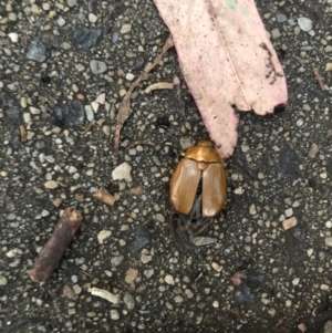 Anoplognathus sp. (genus) at Belconnen, ACT - 1 Jan 2023 08:19 PM