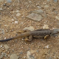 Pogona barbata (Eastern Bearded Dragon) at Bungendore, NSW - 1 Jan 2023 by clarehoneydove