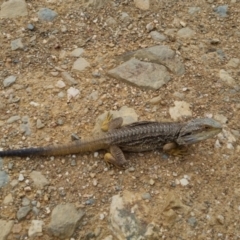 Pogona barbata at Bungendore, NSW - suppressed