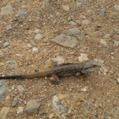 Pogona barbata at Bungendore, NSW - suppressed