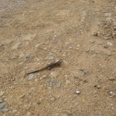 Pogona barbata at Bungendore, NSW - suppressed