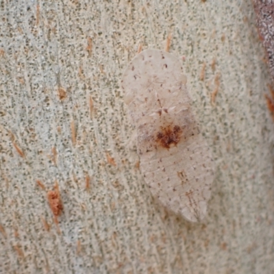 Ledromorpha planirostris (A leafhopper) at Murrumbateman, NSW - 1 Jan 2023 by SimoneC