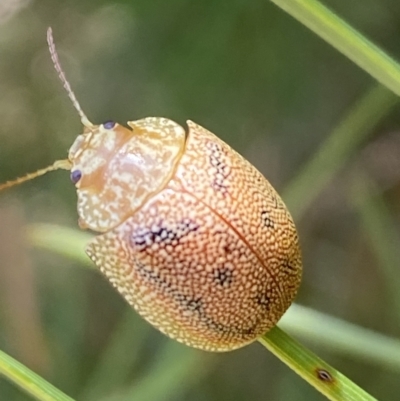 Paropsis atomaria (Eucalyptus leaf beetle) at Numeralla, NSW - 31 Dec 2022 by Steve_Bok