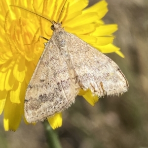 Scopula rubraria at Numeralla, NSW - 1 Jan 2023