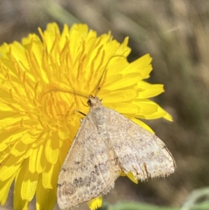 Scopula rubraria at Numeralla, NSW - 1 Jan 2023