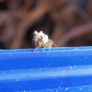 Phoroncidia sextuberculata at Yass River, NSW - 1 Jan 2023