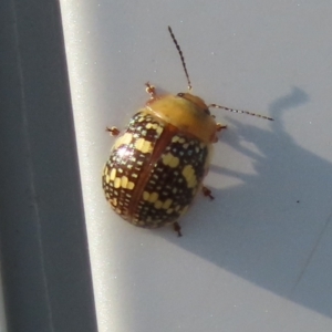 Paropsis pictipennis at Denman Prospect, ACT - 1 Jan 2023