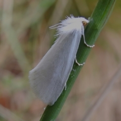 Tipanaea patulella (The White Crambid moth) at Paddys River, ACT - 1 Jan 2023 by JohnBundock