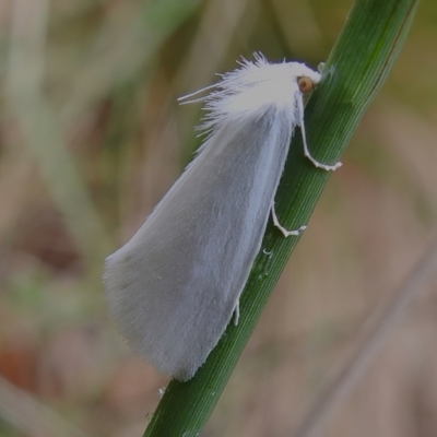 Tipanaea patulella (A Crambid moth) at Tidbinbilla Nature Reserve - 1 Jan 2023 by JohnBundock