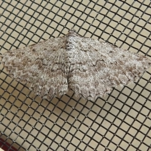 Phelotis cognata at Wanniassa, ACT - 1 Jan 2023 04:56 PM