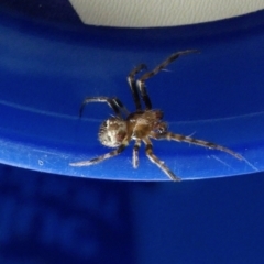 Araneinae (subfamily) (Orb weaver) at Yass River, NSW - 1 Jan 2023 by SenexRugosus