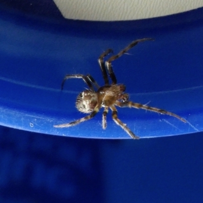 Araneinae (subfamily) (Orb weaver) at Yass River, NSW - 1 Jan 2023 by SenexRugosus