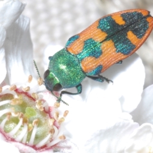 Castiarina hilaris at Uriarra, NSW - 28 Dec 2022