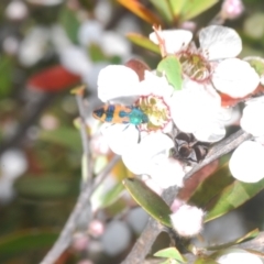 Castiarina hilaris at Uriarra, NSW - 28 Dec 2022