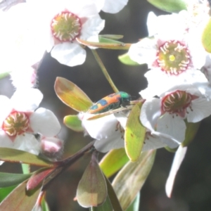 Castiarina hilaris at Uriarra, NSW - 28 Dec 2022