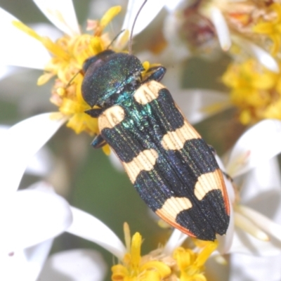 Castiarina interstitialis (A jewel beetle) at Cotter River, ACT - 28 Dec 2022 by Harrisi