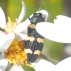 Castiarina interstitialis at Cotter River, ACT - 28 Dec 2022