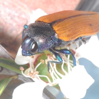 Castiarina subpura (A jewel beetle) at Molonglo Valley, ACT - 30 Dec 2022 by Harrisi