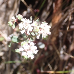 Poranthera microphylla at Cotter River, ACT - 28 Dec 2022 10:50 AM