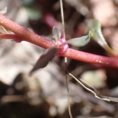 Poranthera microphylla at Cotter River, ACT - 28 Dec 2022 10:50 AM