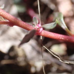 Poranthera microphylla at Cotter River, ACT - 28 Dec 2022 10:50 AM