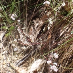 Poranthera microphylla at Cotter River, ACT - 28 Dec 2022 10:50 AM