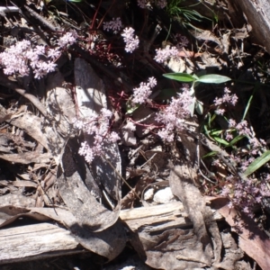 Poranthera microphylla at Cotter River, ACT - 28 Dec 2022 10:50 AM