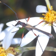 Enchoptera apicalis (Longhorn beetle) at Cotter River, ACT - 28 Dec 2022 by Harrisi