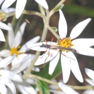 Enchoptera apicalis at Cotter River, ACT - 28 Dec 2022