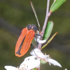 Castiarina erythroptera at Cotter River, ACT - 28 Dec 2022 02:13 PM