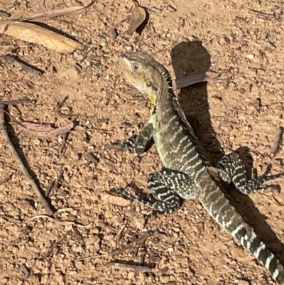 Intellagama lesueurii howittii (Gippsland Water Dragon) at Yarralumla, ACT - 1 Jan 2023 by JaneR