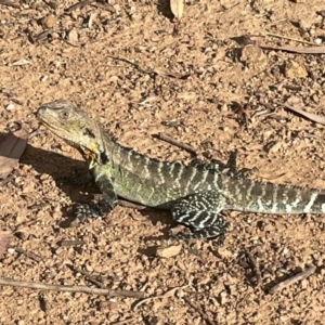 Intellagama lesueurii howittii at Yarralumla, ACT - 1 Jan 2023