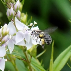 Unidentified Bee (Hymenoptera, Apiformes) at ANBG - 31 Dec 2022 by DonTaylor