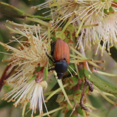 Phyllotocus rufipennis (Nectar scarab) at Jerrabomberra Wetlands - 31 Dec 2022 by MatthewFrawley