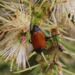 Phyllotocus rufipennis at Fyshwick, ACT - 1 Jan 2023