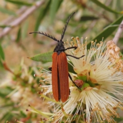 Porrostoma rhipidium (Long-nosed Lycid (Net-winged) beetle) at Fyshwick, ACT - 1 Jan 2023 by MatthewFrawley