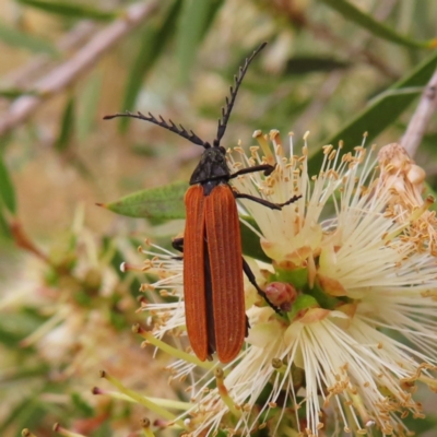 Porrostoma rhipidium (Long-nosed Lycid (Net-winged) beetle) at Jerrabomberra Wetlands - 31 Dec 2022 by MatthewFrawley