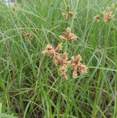 Bolboschoenus medianus (A Sedge) at Fyshwick, ACT - 1 Jan 2023 by MatthewFrawley