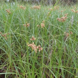 Bolboschoenus medianus at Fyshwick, ACT - 1 Jan 2023