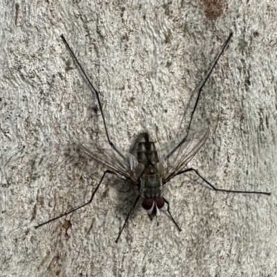 Prosena sp. (genus) (A bristle fly) at Ainslie, ACT - 30 Dec 2022 by Pirom