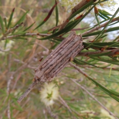 Clania ignobilis (Faggot Case Moth) at Fyshwick, ACT - 1 Jan 2023 by MatthewFrawley