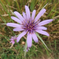 Tragopogon porrifolius subsp. porrifolius (Salsify, Oyster Plant) at Fyshwick, ACT - 31 Dec 2022 by MatthewFrawley