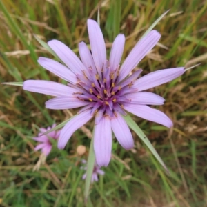 Tragopogon porrifolius subsp. porrifolius at Fyshwick, ACT - 1 Jan 2023