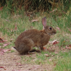 Oryctolagus cuniculus (European Rabbit) at Fyshwick, ACT - 1 Jan 2023 by MatthewFrawley